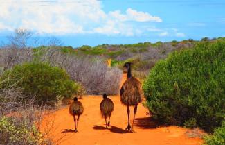 emus at Francois Peron National park