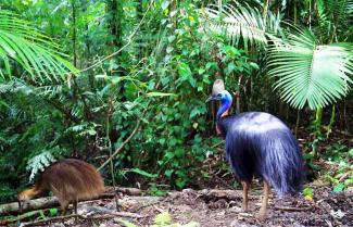 Daintree