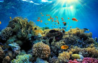 Pristine Reef