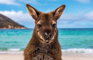 Kangaroo Tasmania