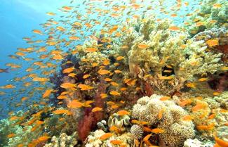 Barrier Reef