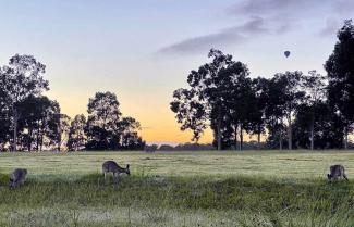 Kangaroos in Hunter Valley