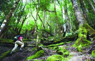 The Tarkine Forests
