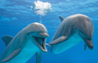 Dolphin