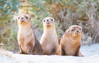 Seals
