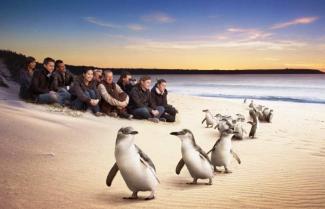 Penguin Tour