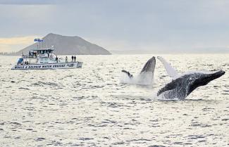 Whale watching Port Stephens