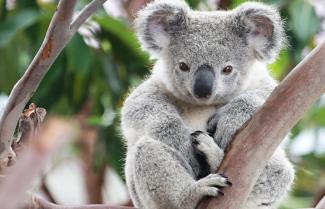 Koala