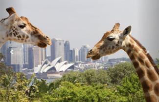 Giraffes framing the Sydney Opera House