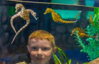 Seahorse World Launceston