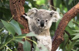 Australia Zoo Koala