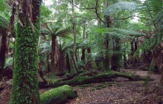 Tasmania Wilderness