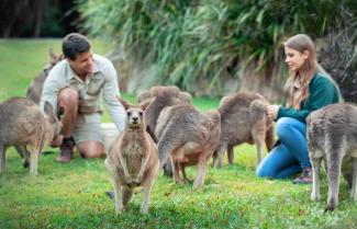 Kangaroo