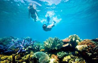 Great Reef