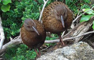 Weka