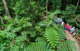 Cape Tribulation Credit: Billy Tea Safaris