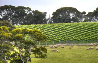 Kangaroo Island Winery