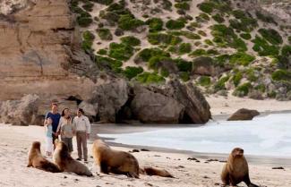 Kangaroo Island Seals