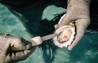 Coffin Bay Oysters