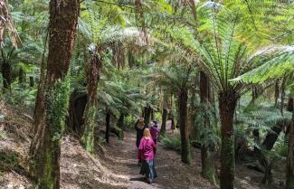 Tarkine