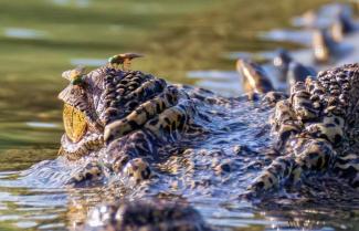Crocodile