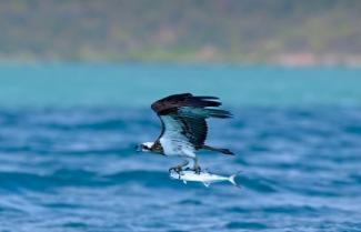 Osprey Flying with Fish