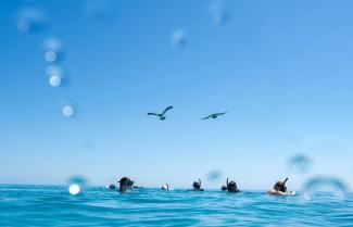 Ashmore Reef Snorkelling 
