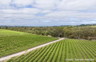 McLaren Vale Vineyard