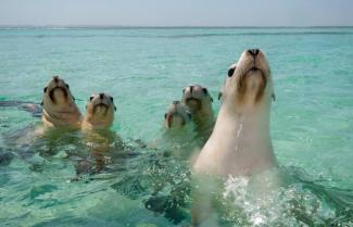 Seals