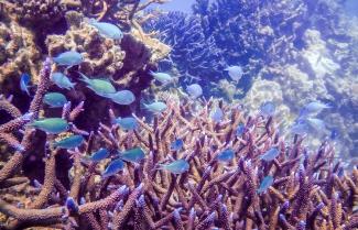 Coral Bay