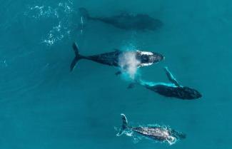 Whales