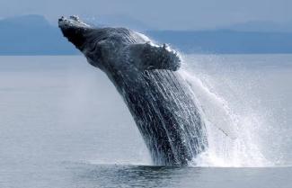 Whale