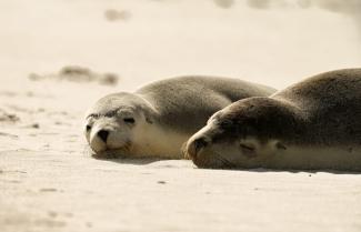 Kangaroo Island Seals Credit: Tourism Australia