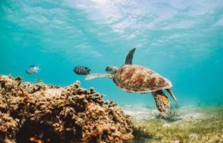 Lizard Island