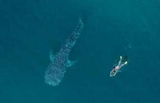 Ningaloo