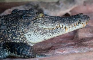 Ponant Explorations Croc