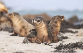 Seal Bay Conservation Park