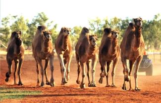 Boulia