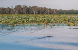 Crocodile Cruise