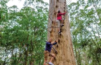 Gloucester Tree