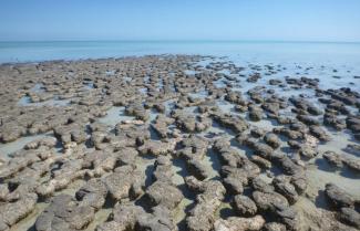 Hamelin Pool