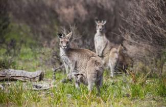 Victoria Kangaroo Credit: Intrepid Travel