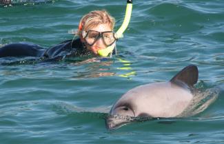 Girl swimming with dolphins in Akaroa Harbour.