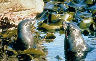 Doubtful Sound seals