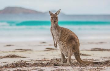 Great Ocean Road & Kangaroo Island