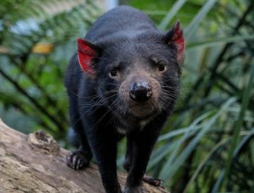 Tasmanian Devil