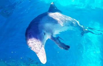 Dolphin Western Australia