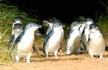 Phillip Island Penguin