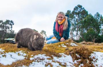 wombat