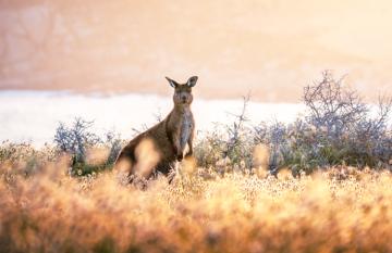 Kangaroo Island